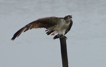 2023年5月30日(火) 大阪南港野鳥園の野鳥観察記録