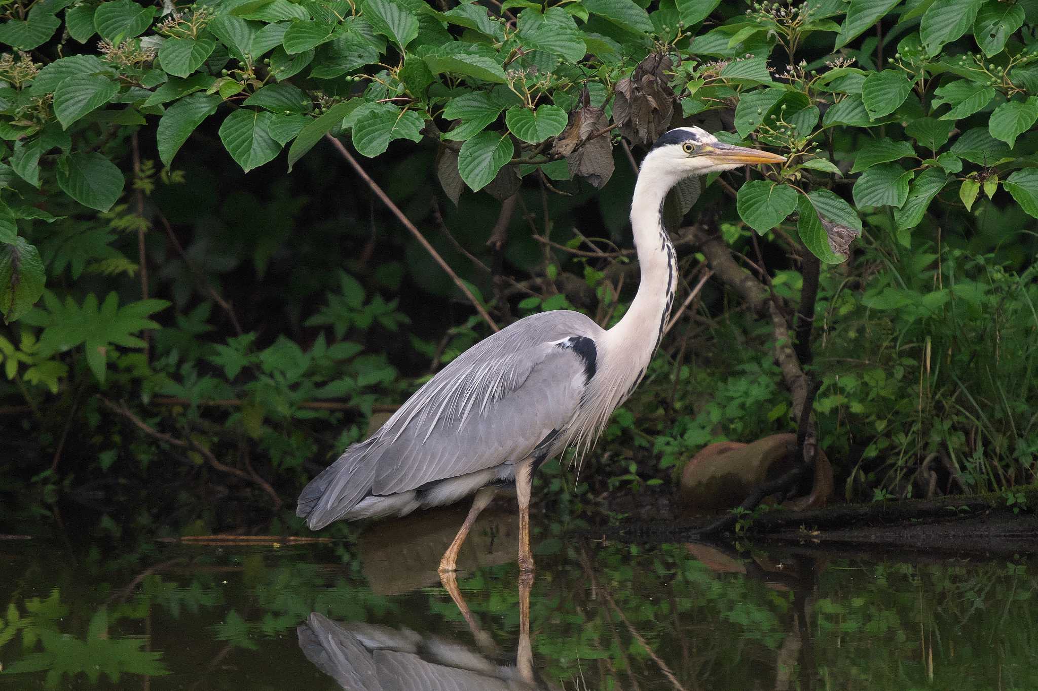 Photo of Grey Heron at Maioka Park by Y. Watanabe