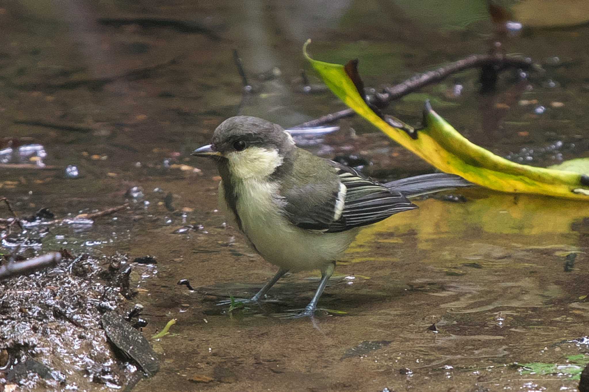 Photo of Japanese Tit at Maioka Park by Y. Watanabe