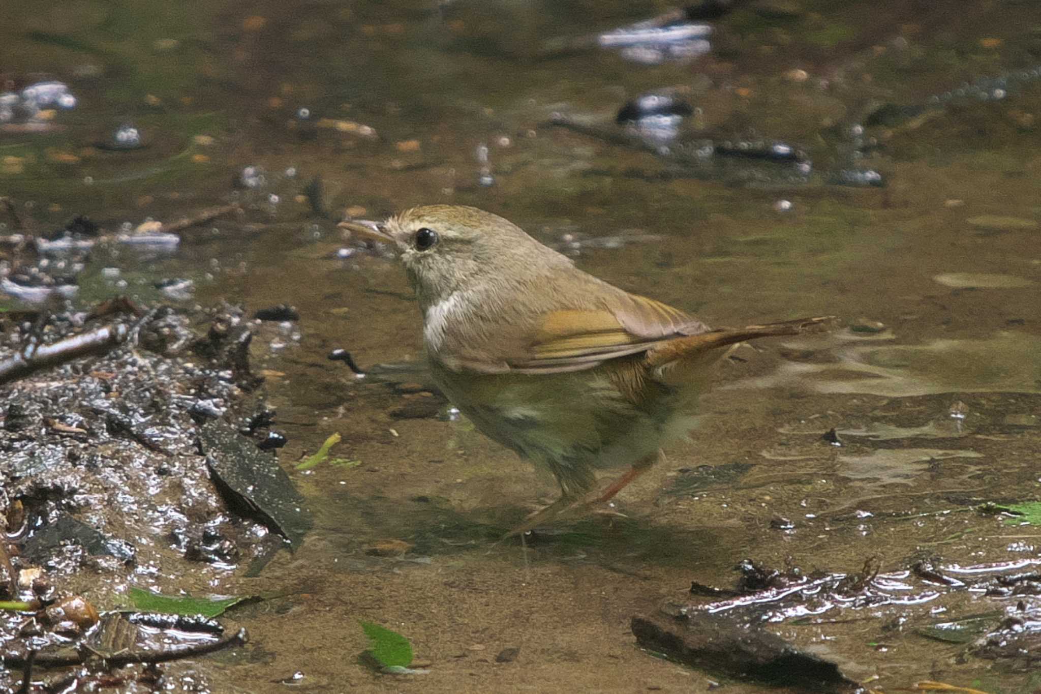 Photo of Japanese Bush Warbler at Maioka Park by Y. Watanabe