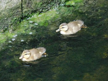 Eastern Spot-billed Duck 平和の森公園、妙正寺川 Tue, 5/30/2023