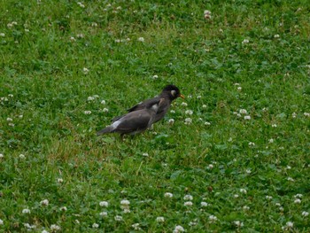 Tue, 5/30/2023 Birding report at 平和の森公園、妙正寺川