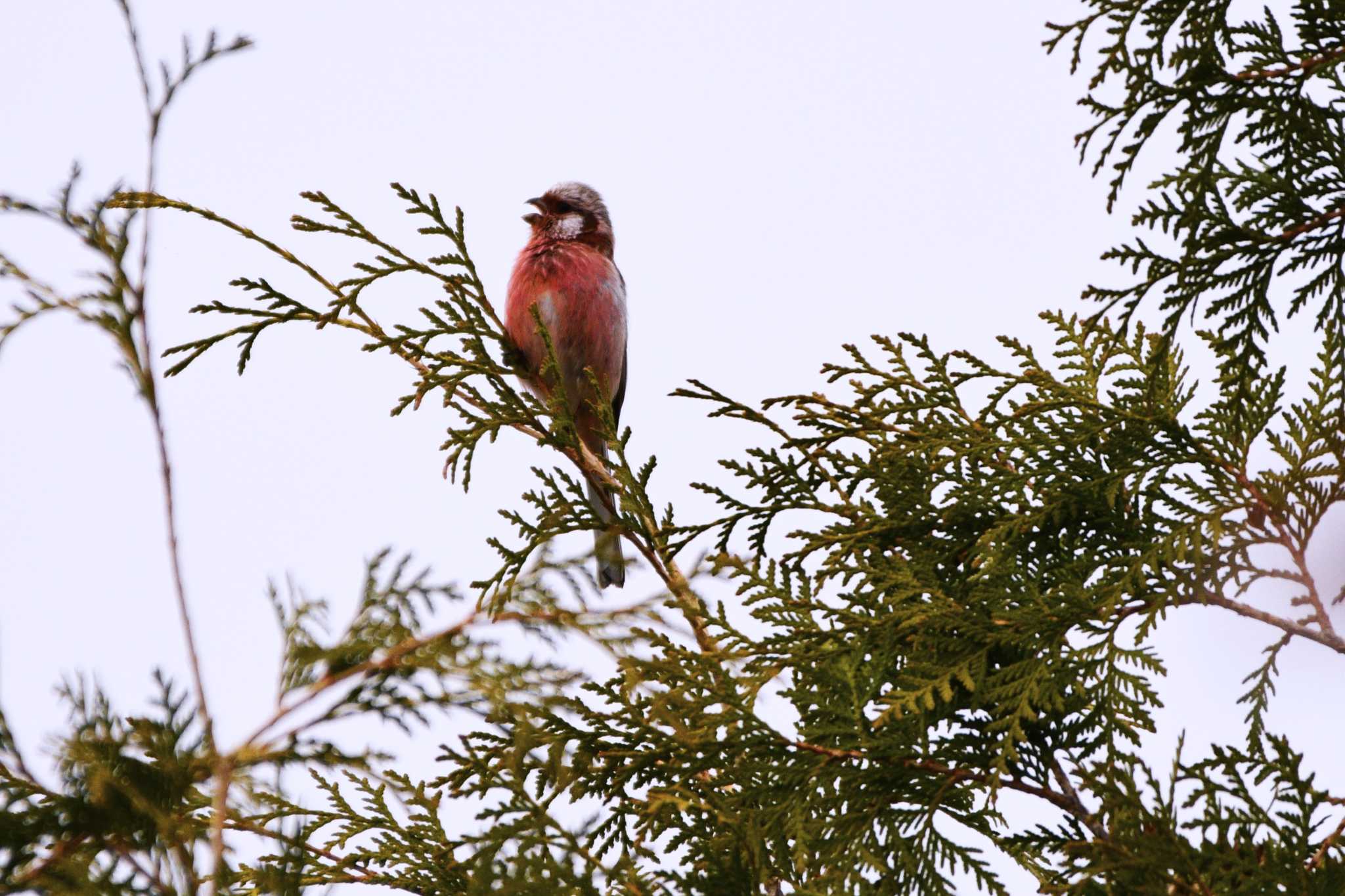 Siberian Long-tailed Rosefinch