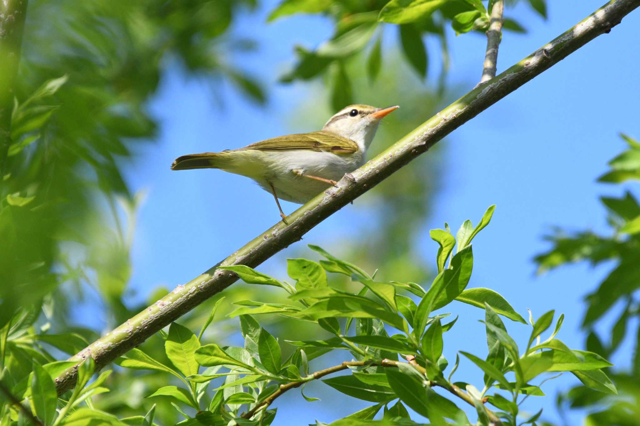 Eastern Crowned Warbler