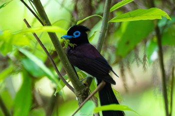 2023年5月28日(日) 八王子城跡の野鳥観察記録