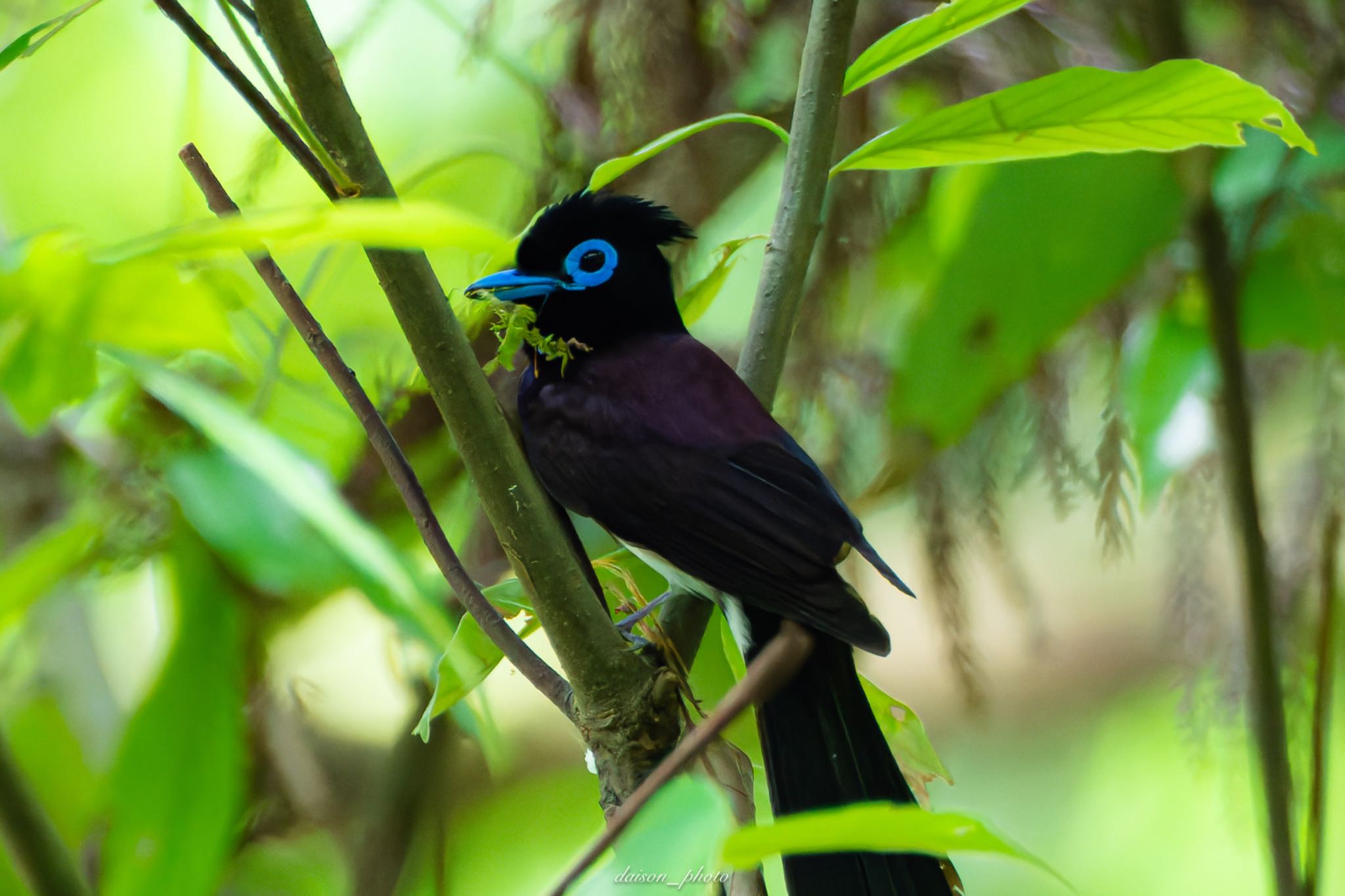 Black Paradise Flycatcher