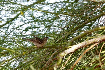 未同定 Henderson Bird Viewing Preserve 2023年5月9日(火)