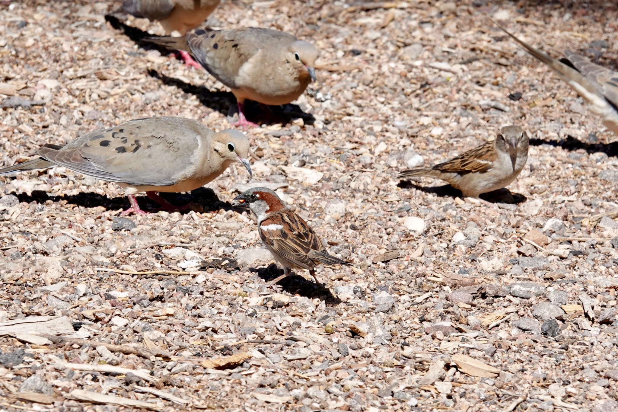 Henderson Bird Viewing Preserve イエスズメの写真