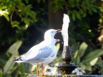 Silver Gull Royal Botanic Gardens Sydney Thu, 5/11/2023