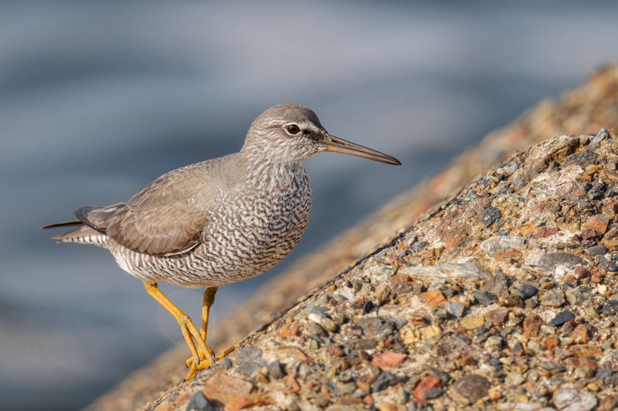 Wandering Tattler