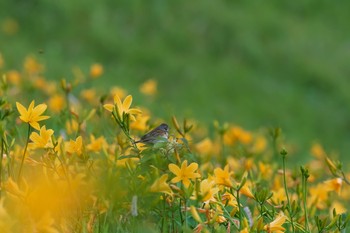 未同定 場所が不明 2018年7月9日(月)