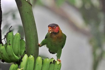 Rose-faced Parrot