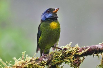 コケイロフウキンチョウ Mindo(Ecuador) 2023年5月22日(月)