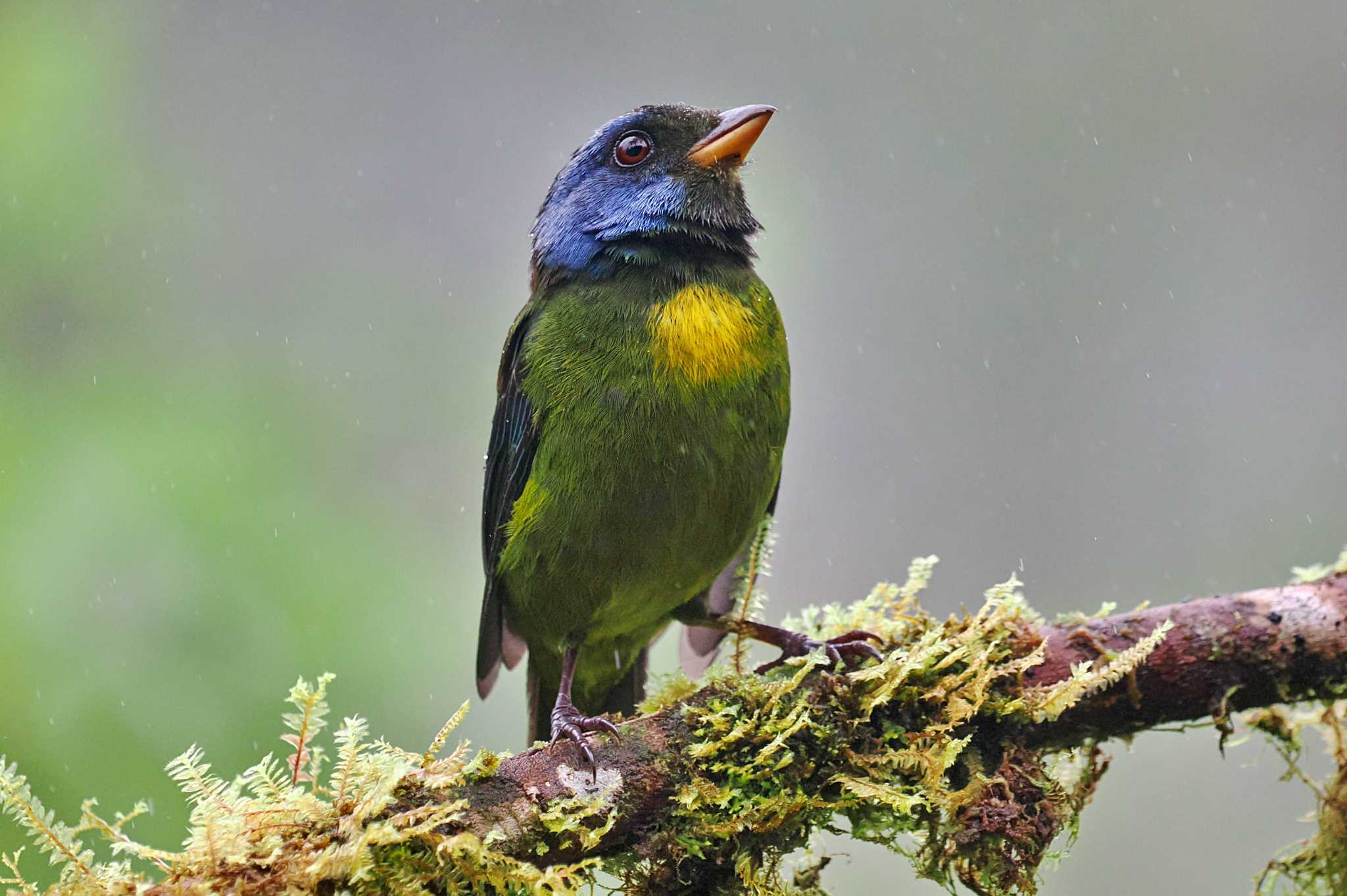 Mindo(Ecuador) コケイロフウキンチョウの写真