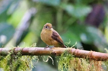 オリーブジアリドリ Mindo(Ecuador) 2023年5月21日(日)