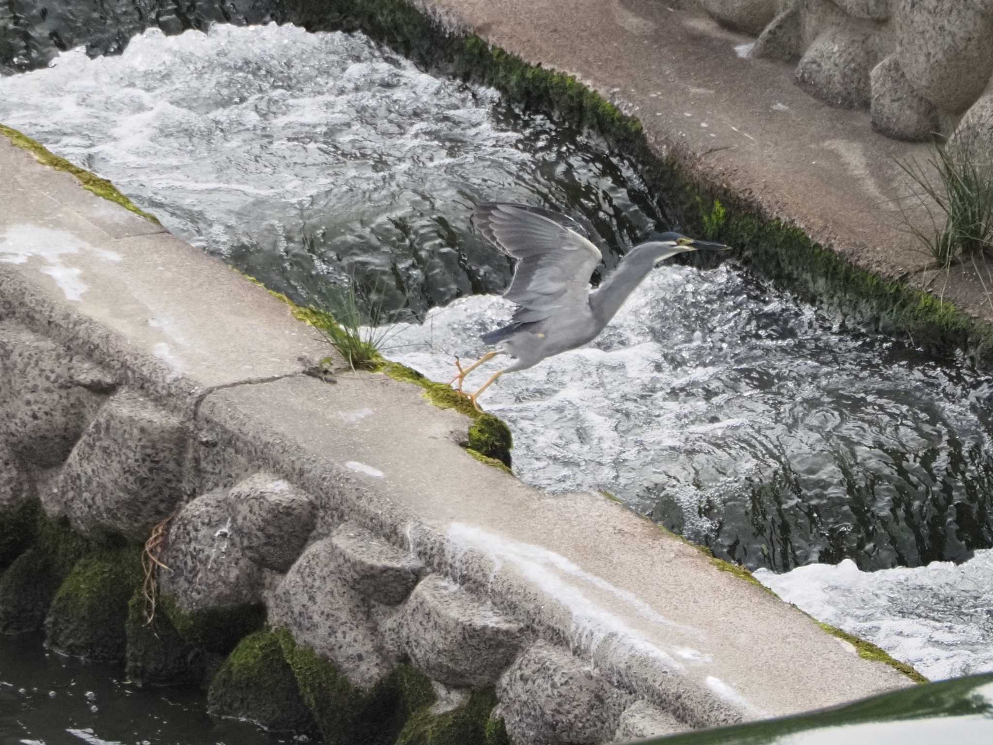 ササゴイの飛び立つ瞬間