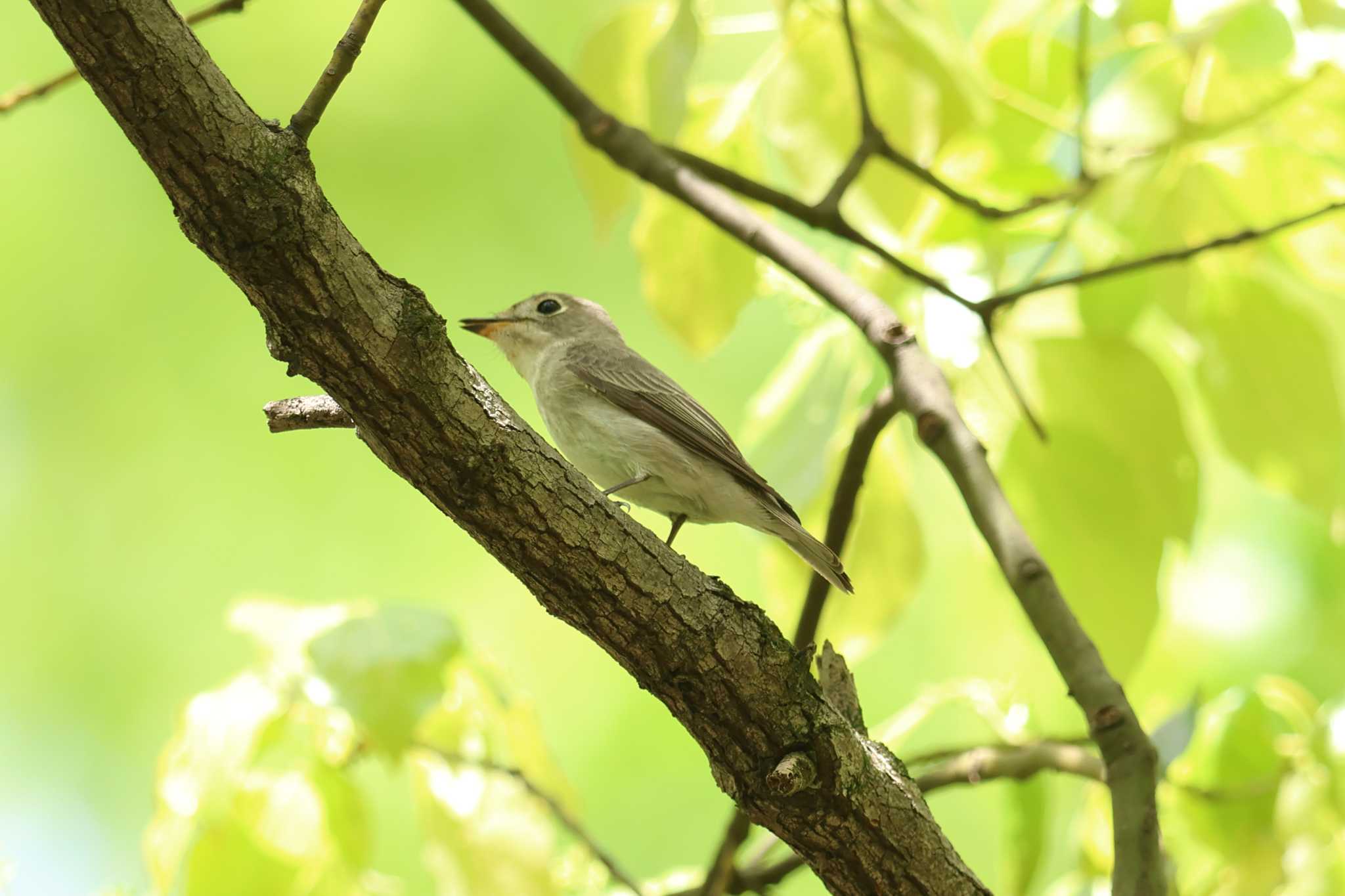 大阪城公園のコサメビタキ