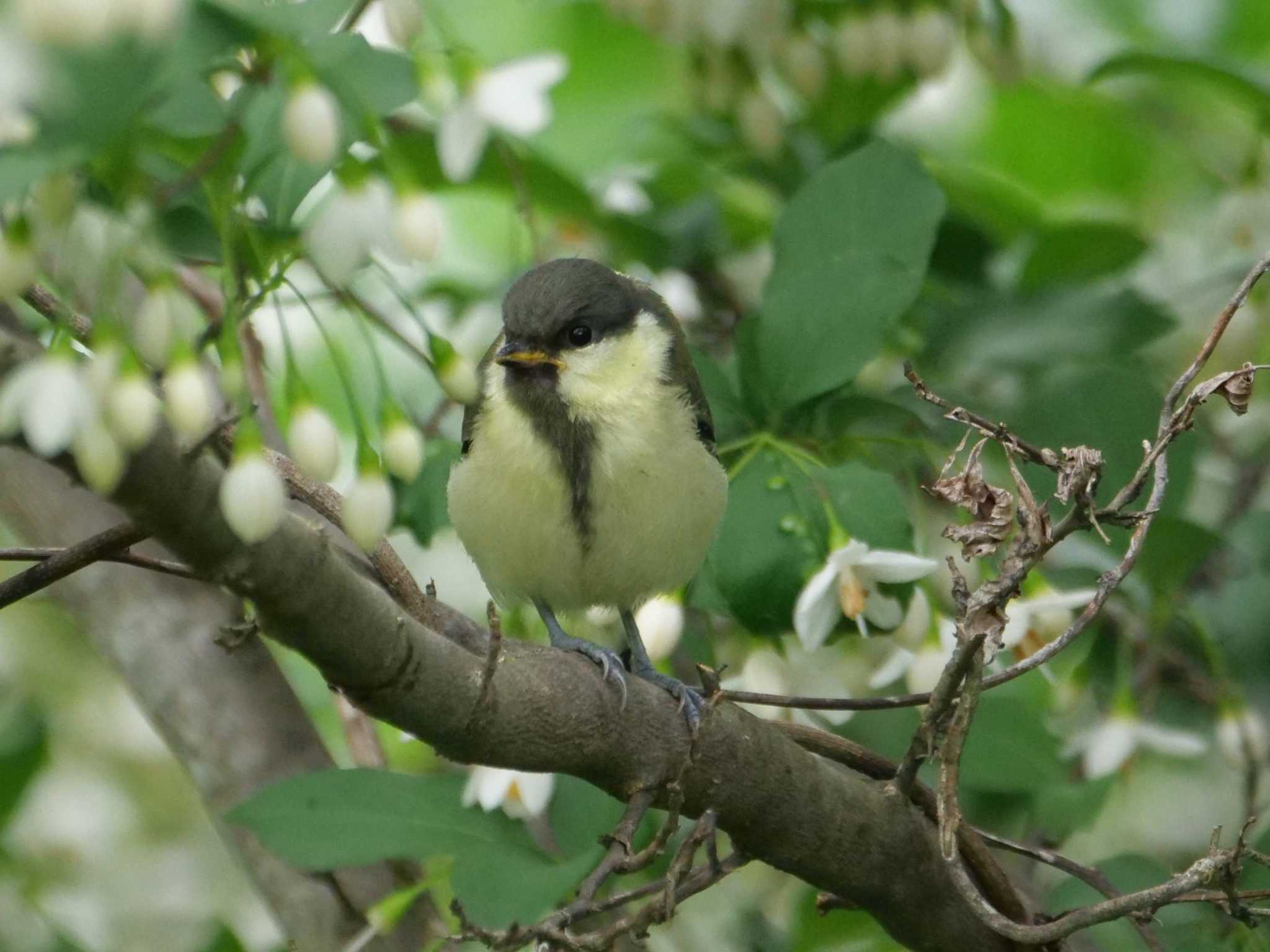 だめだってばー・・ by little birds