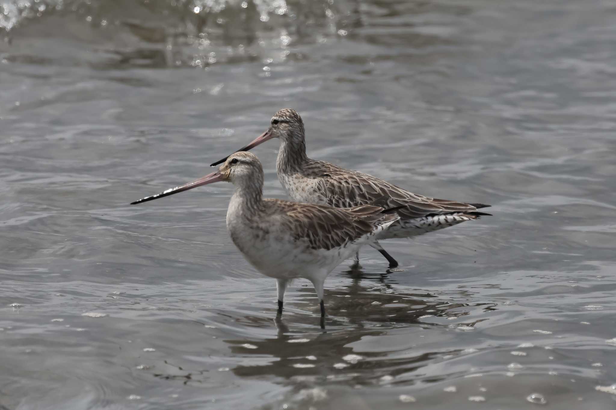 葛西臨海公園 オオソリハシシギの写真