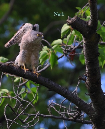 Japanese Sparrowhawk Unknown Spots Unknown Date