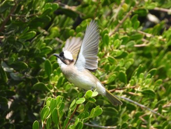 Light-vented Bulbul 大安森林公園 Thu, 3/30/2023