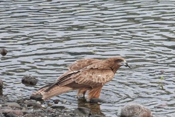 2023年5月27日(土) 仁淀川の野鳥観察記録