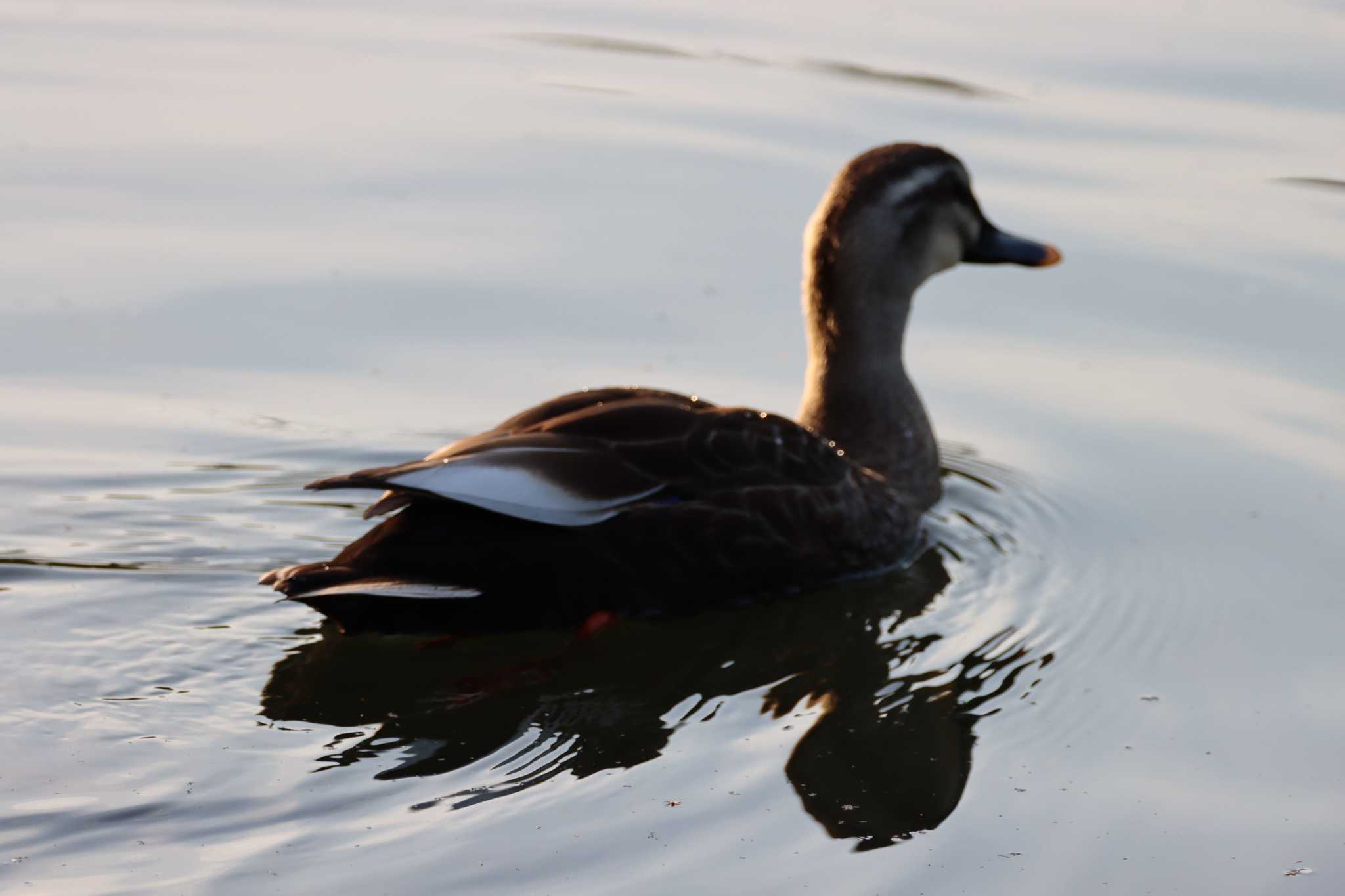 Eastern Spot-billed Duck