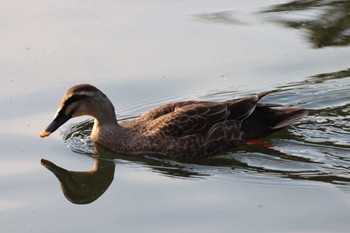 Eastern Spot-billed Duck 埼玉県 大宮公園 Sat, 4/22/2023