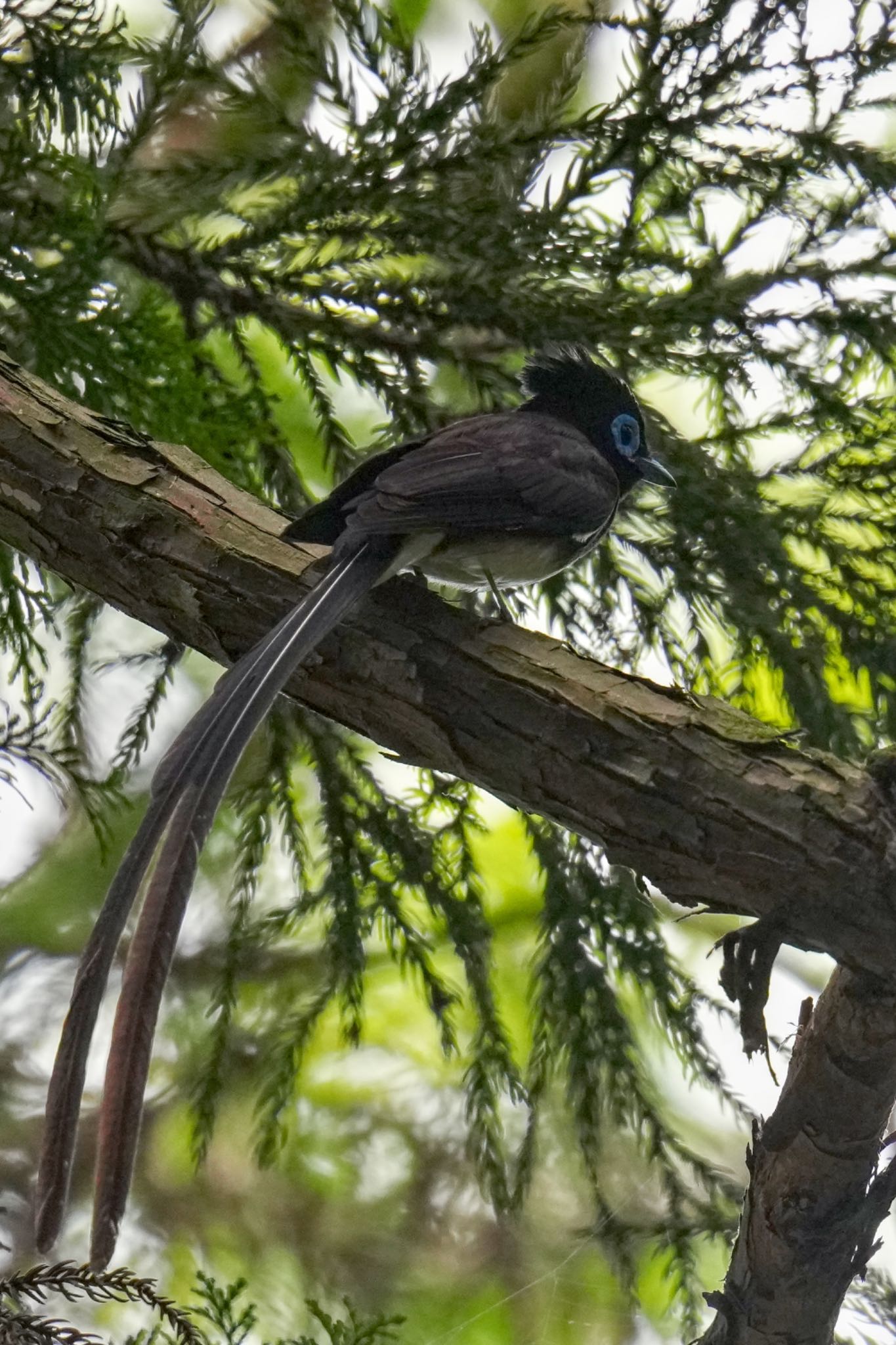 Black Paradise Flycatcher