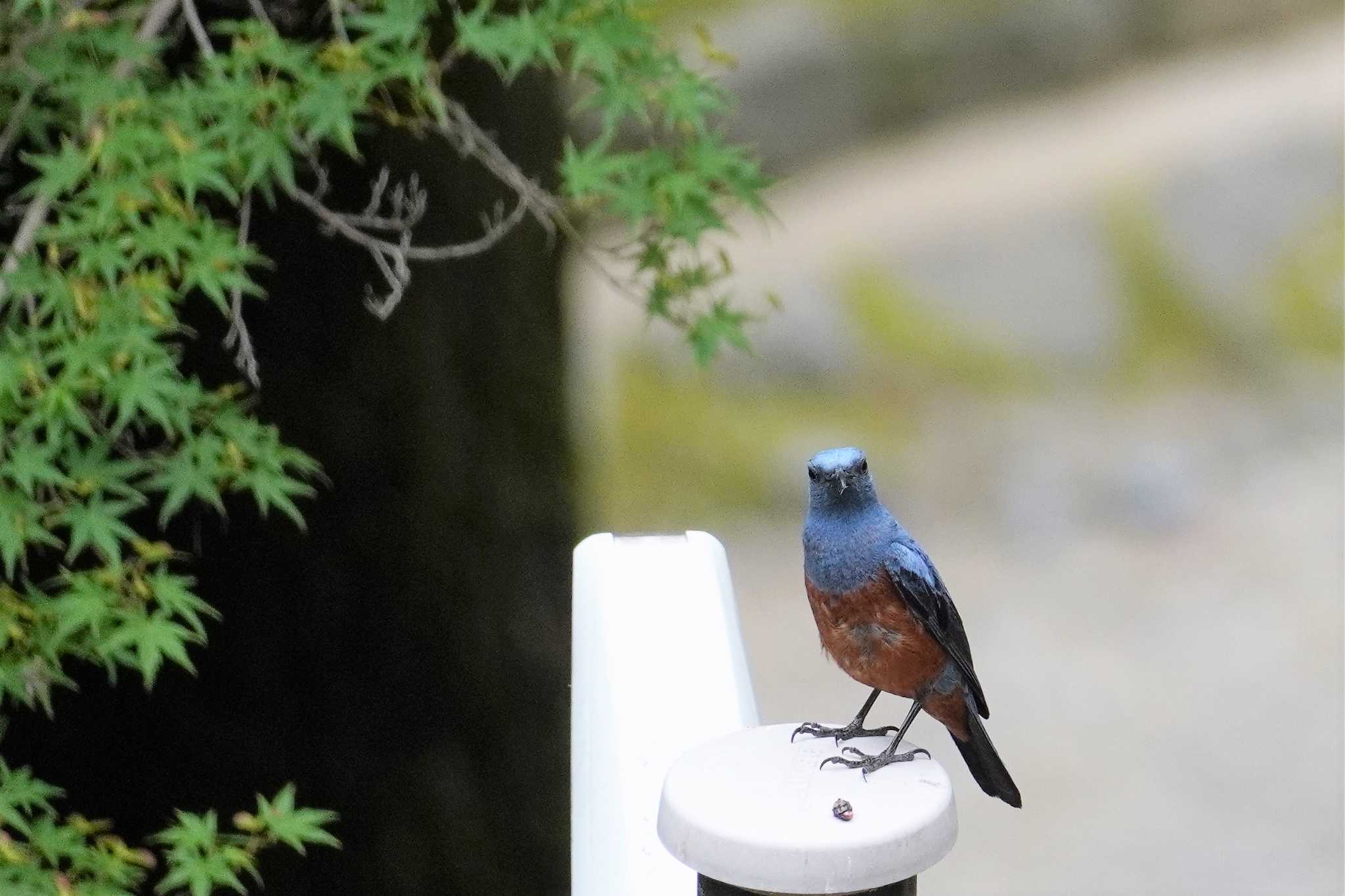 Blue Rock Thrush