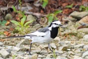 White Wagtail 高知城 Sun, 5/28/2023