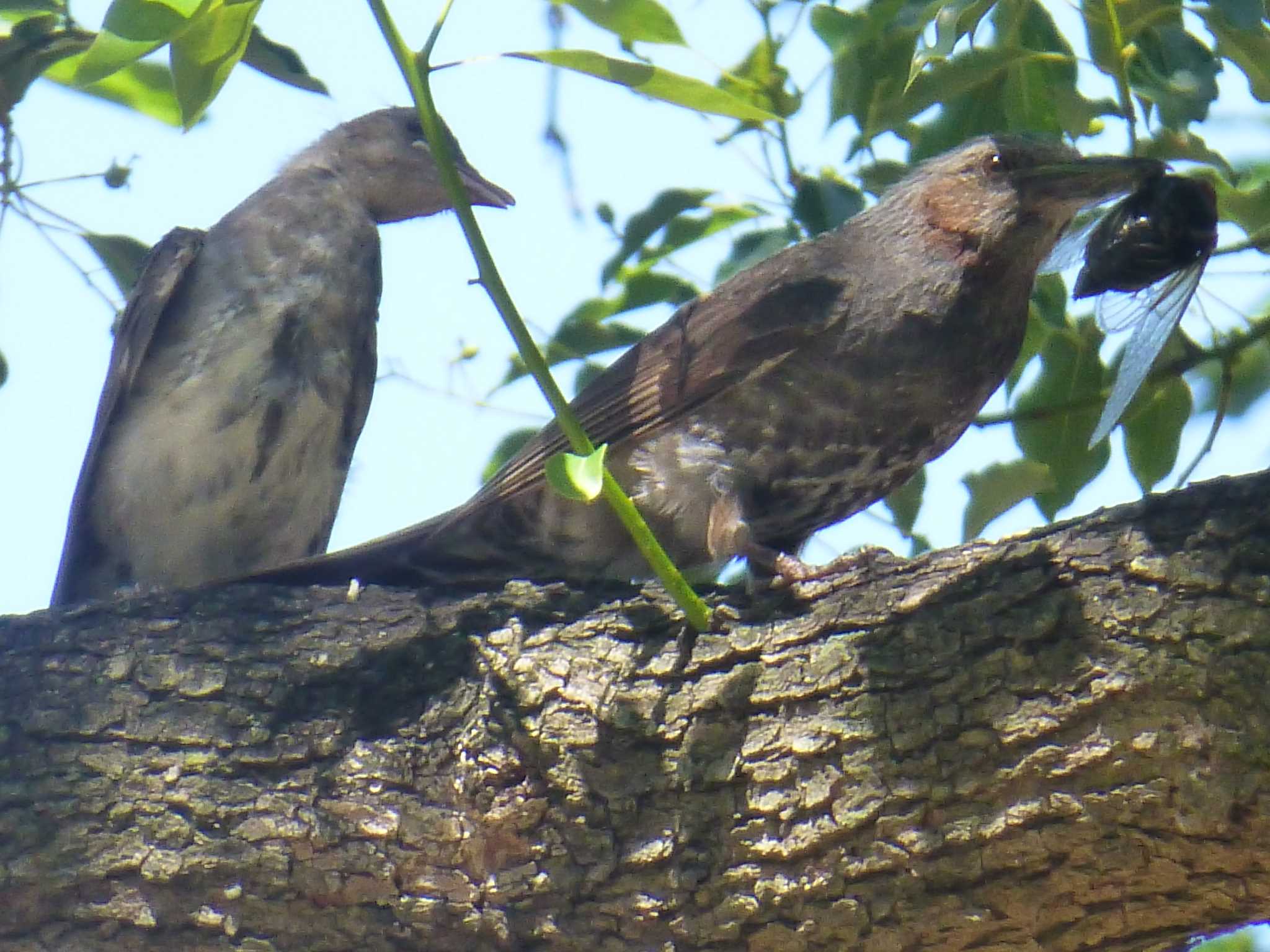 Brown-eared Bulbul