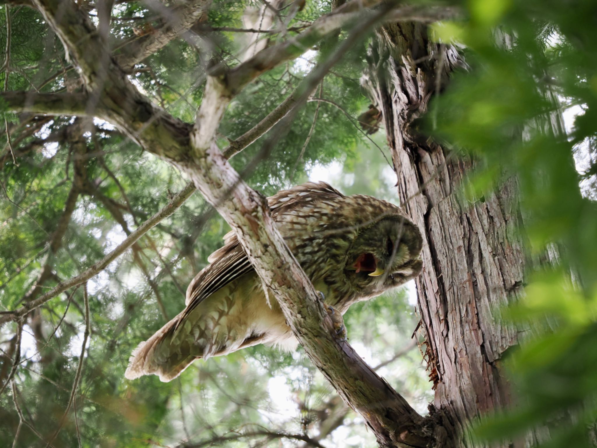  フクロウの写真