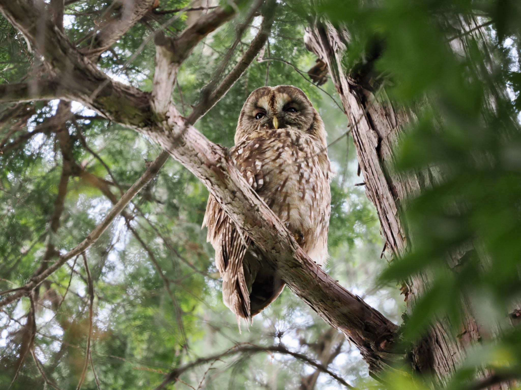  フクロウの写真