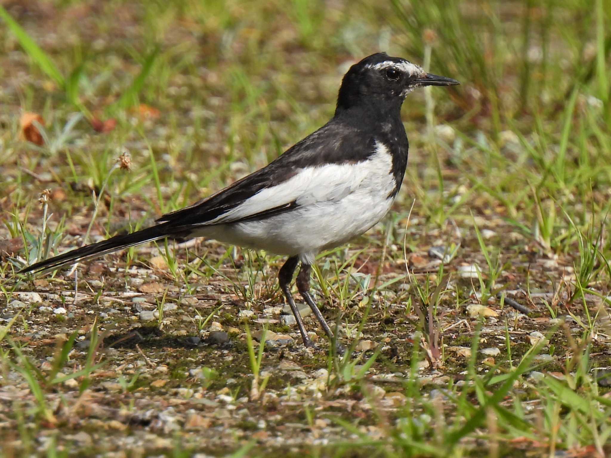 日本ラインうぬまの森 セグロセキレイの写真