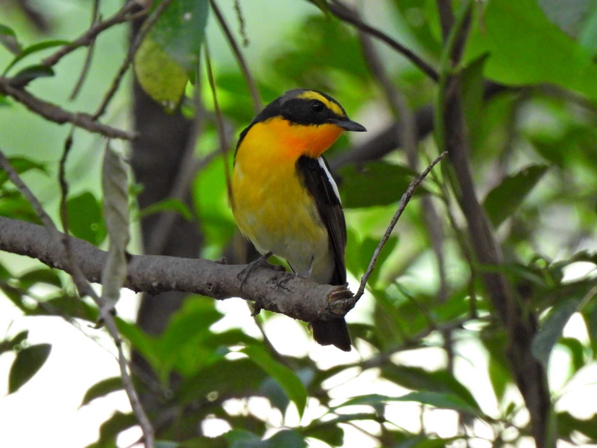 Photo of Narcissus Flycatcher at 日本ラインうぬまの森 by 寅次郎