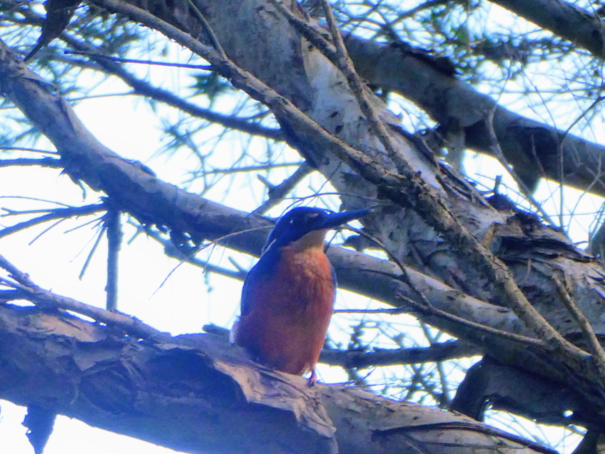 Longneck Lagoon, Maraylya, NSW, Australia ルリミツユビカワセミの写真