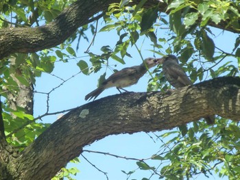 Brown-eared Bulbul 八幡屋公園 Tue, 7/10/2018