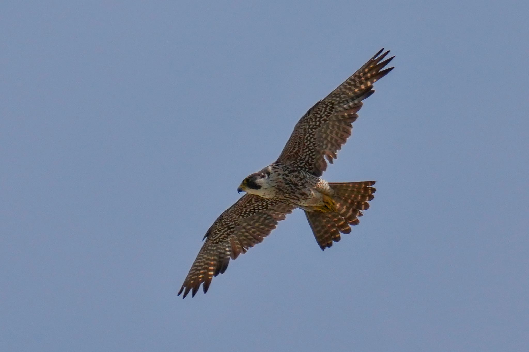 Photo of Peregrine Falcon at Sambanze Tideland by アポちん