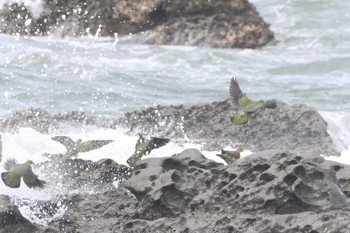 2023年5月28日(日) 大磯照ヶ崎海岸の野鳥観察記録