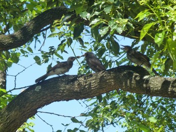 Brown-eared Bulbul 八幡屋公園 Tue, 7/10/2018