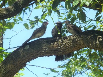 Brown-eared Bulbul 八幡屋公園 Tue, 7/10/2018