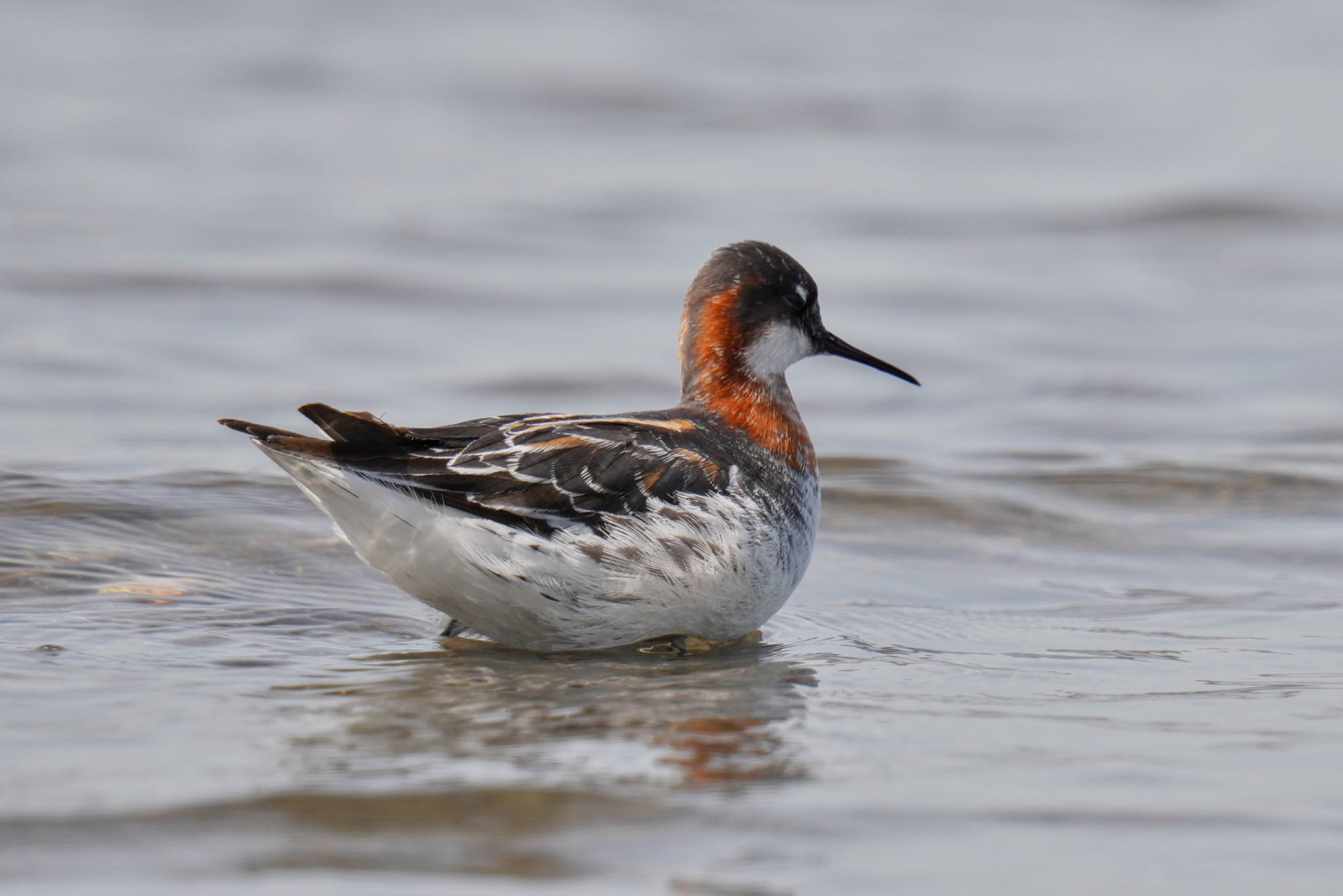 Photo of Red-necked Phalarope at Sambanze Tideland by アポちん