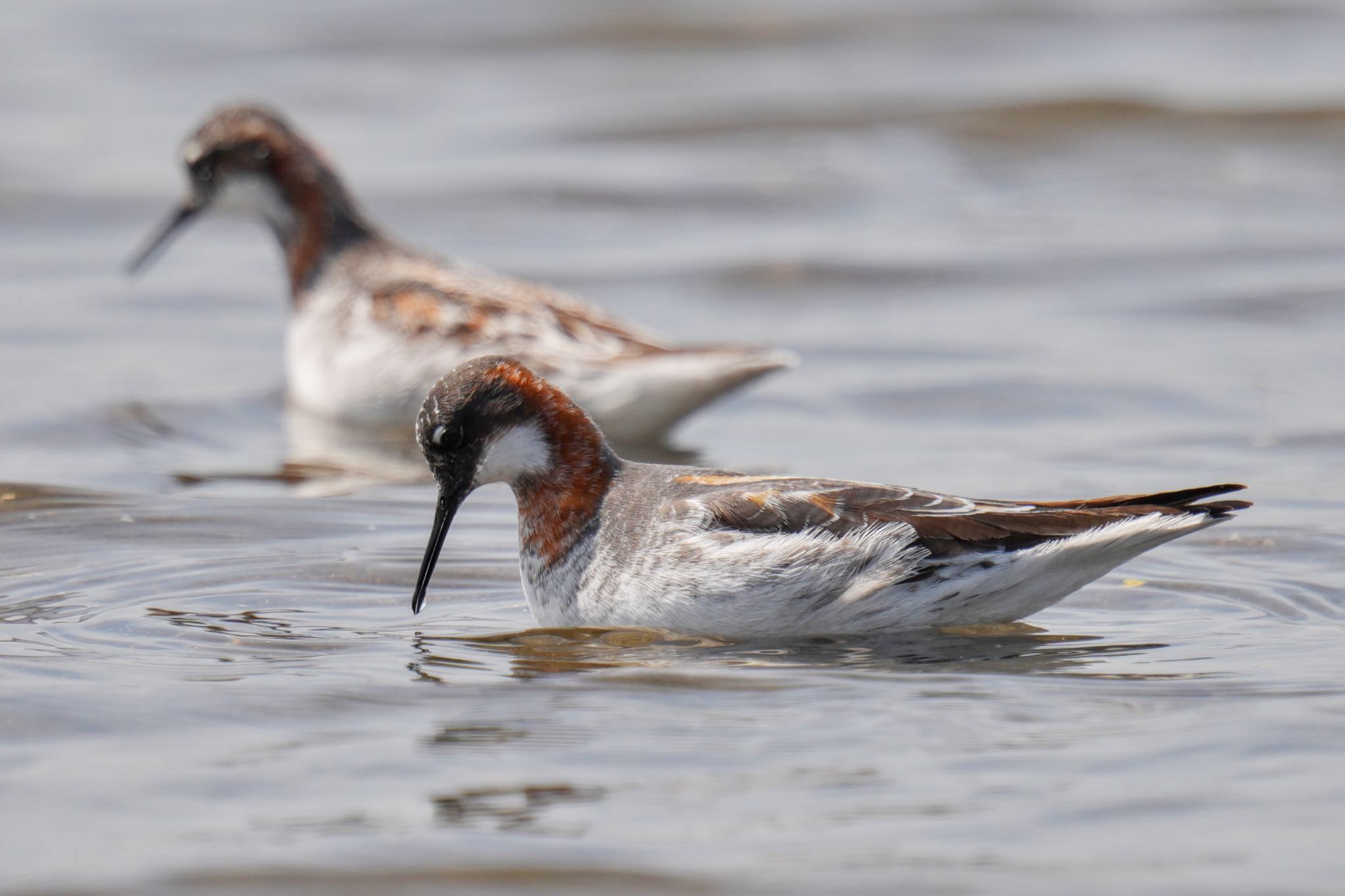 Photo of Red-necked Phalarope at Sambanze Tideland by アポちん