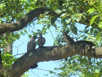 Brown-eared Bulbul 八幡屋公園 Tue, 7/10/2018