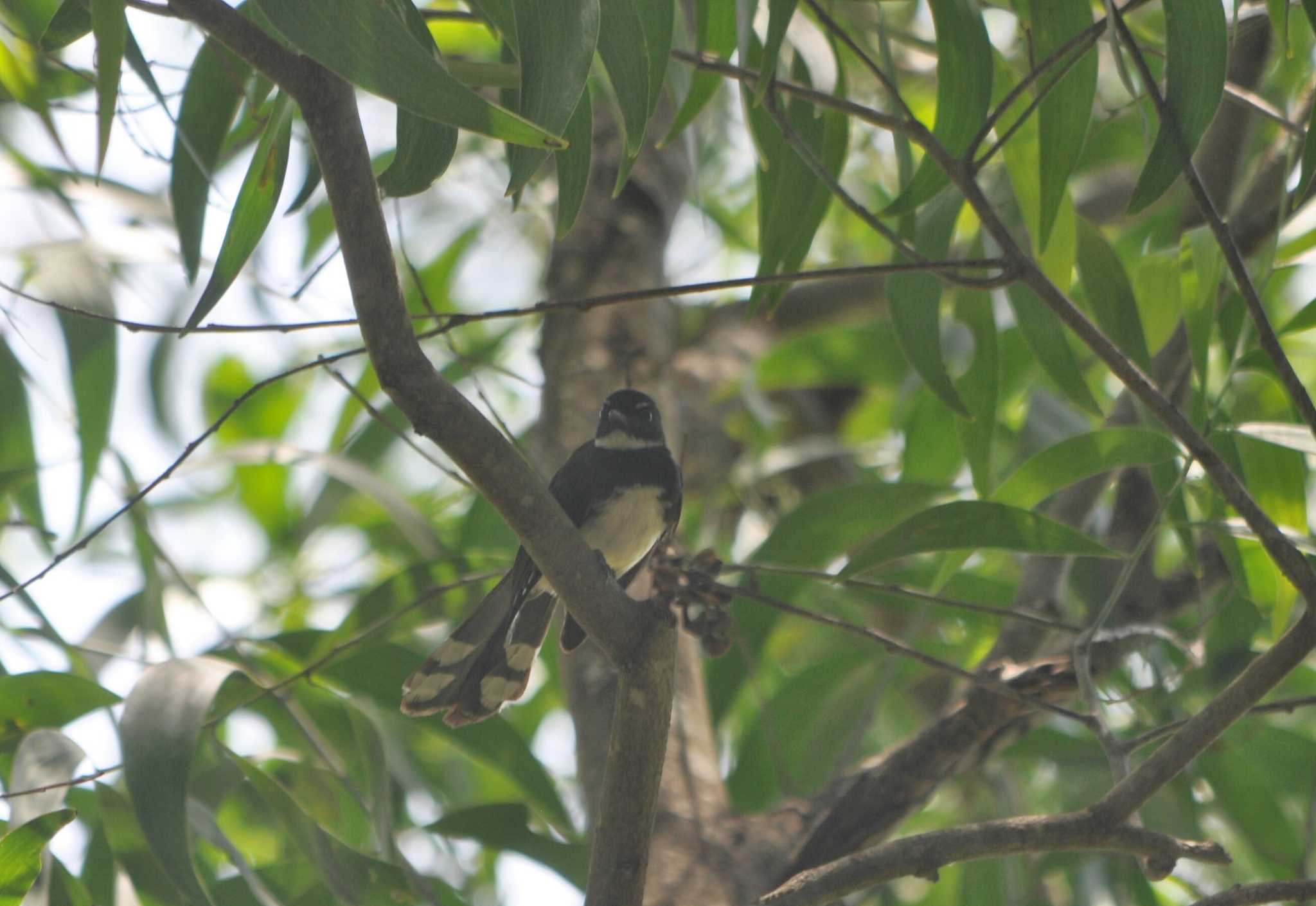 Malaysian Pied Fantail