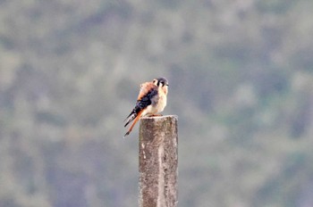 American Kestrel Mindo(Ecuador) Wed, 5/24/2023