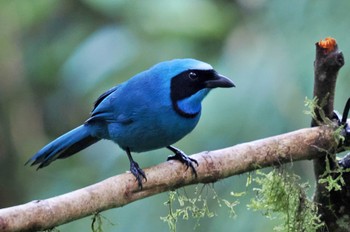 Turquoise Jay Mindo(Ecuador) Wed, 5/24/2023