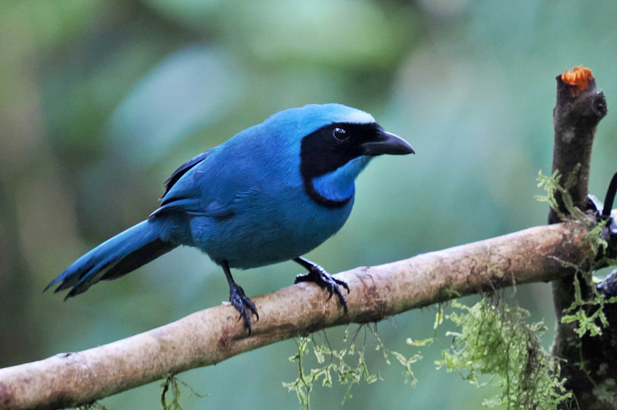 Photo of Turquoise Jay at Mindo(Ecuador) by 藤原奏冥