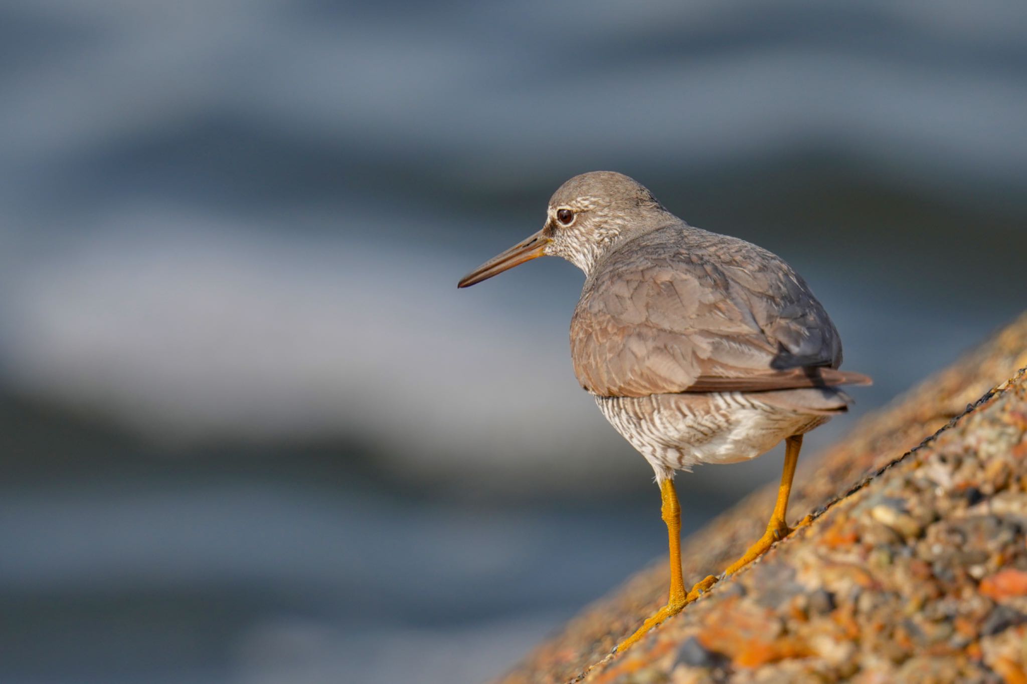 Photo of Wandering Tattler at 日の出三番瀬沿い緑道 by アポちん